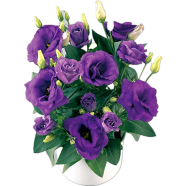 Natural Eustoma Flower Bonsai - 5 Pcs Seeds image