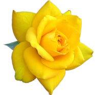 Natural Fresh Yellow Roses 20pcs Seeds image
