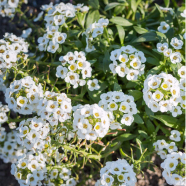 Natural Garden Alyssum Flower Seeds - 10 Pcs image