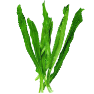 Natural Garden Bilati Coriander 30 Pcs Seeds image