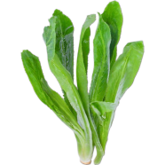 Natural Garden Coriander 30 Pcs Seeds image