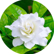 Natural Gardenia Bulbs Jasmine Flower Seeds - 20 Pcs Dwarf image