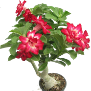Natural Global Desert Rose Flower Bonsai Seeds - 10 Pcs image