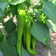 Natural Green Chili 10 Pcs Seeds image