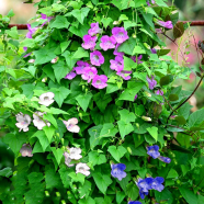 Natural Green Climbing Creeper Flower 10 Pcs Seeds image