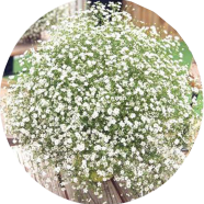 Natural Gypsy Flower Seeds - 50 Pcs image