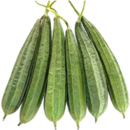 All Season Ridge gourd Brand Pack image