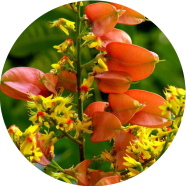 Natural Koelreuteria Tree Potted Bonsai - 20 Pcs Seeds image