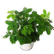 Natural Lojjaboti / Mimosa Plant - 15 Pcs Seeds image