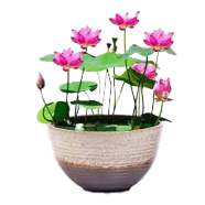 Natural Lotus Flower Bonsai 10 Pcs Seeds image