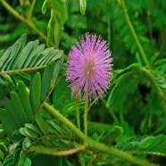 Natural Mimosa / Sensitive Plant Seeds - 15 Pcs image