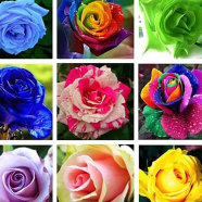 Natural Mix Colour Roses Flower 20 Pcs Seeds image