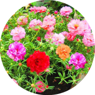 Natural Mix Portulaca Flower Seeds - 30 Pcs image