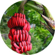 Natural Mixed Color Banana Seeds - 15 Pcs image