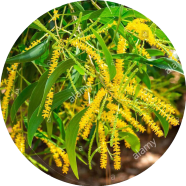 Natural Organic Akashmani Tree 30 Pcs Seeds image
