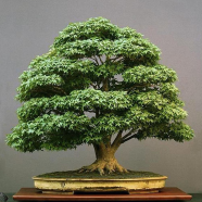 Natural Organic American Mini Maple Bonsai Seeds 20 Pcs image