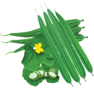 Natural Organic Green Jhinga Seeds image