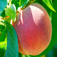 Natural Peach Tree - 10 Pcs Seeds image