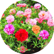 Natural Perennial Flower Seeds - Dwarf 30 Pcs image