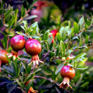 Natural Pomegranate Bonsai 10 Pcs Seeds image