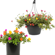 Natural Portulaca Flower Seeds - 30 Pcs image