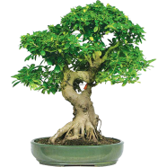 Natural Premna Serrisa Landscape Bonsai Seeds - 5 Pcs image