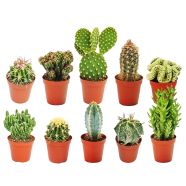Natural Rare Cactus Aloe - 10 Pcs Seeds image