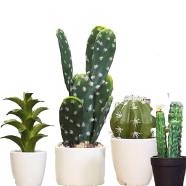Natural Rare Cactus Plants Bonsai 10 Pcs Seeds image
