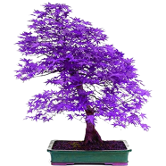 Natural Rare Colour Purple Maple Bonsai 15 Pcs Seeds image