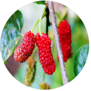 Natural Red Mulberry Seeds - Dwarf 30 Pcs image