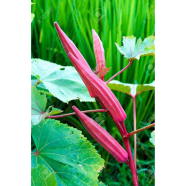 Natural Red Orka Seeds - 10 Pcs image