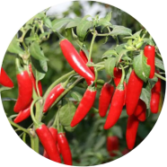 Natural Red Spicy Chili 10 Pcs Seeds image