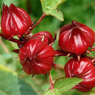 Natural Roselle Chinese Herb Plant 10 Pcs Seeds image