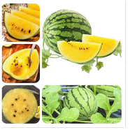 Natural Small Yellow Watermelon Bonsai Tree image