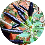 Natural Spicy Black Chili 10 Pcs Seeds image