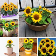 Natural Sunflower Bonsai Seeds - 10 Pcs image
