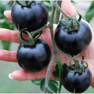 Natural Sweet Black Cherry Tomato 20 Pcs Seeds image