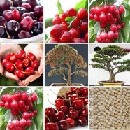 Natural Sweet Japan Cherry Plant 5 Pcs Seeds image