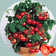 Natural Sweet Mini Tomato Bonsai 20 Pcs Seeds image