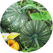 Natural Sweet Pumpkin 5 Pcs Seeds image