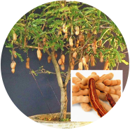 Natural Sweet Tamarind Fruit Bonsai 5 Pcs Seeds image