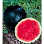Natural Watermelon Bonsai Seeds image