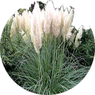Natural White Grass Bonsai 100 Pcs Seeds image