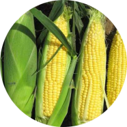 Natural Yellow Sweet Corn 30 Pcs Seeds image