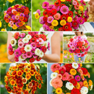 Natural Zinnia Flower California 10 Pcs Seeds image