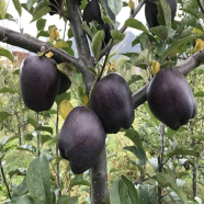 Nema Perennial Diamond Apple Dwarf Fruit -Black-10 Pcs Seeds image
