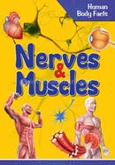 Nerves And Muscles image
