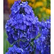 Nil Chita Seed image