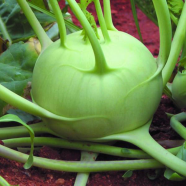 Olkopi Vegetables - 300 Pcs Plus Seeds image