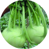 Olkopi / Kohlrabi Vegetables Seeds image